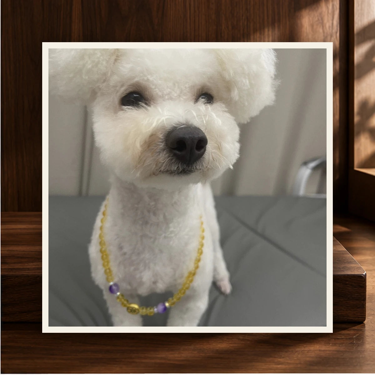 Golden Light Pet and Owner Set — product view 2