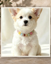 Rainbow Bond Pet and Owner Set — product view 3