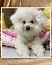 Golden Light Pet and Owner Set — product view 1