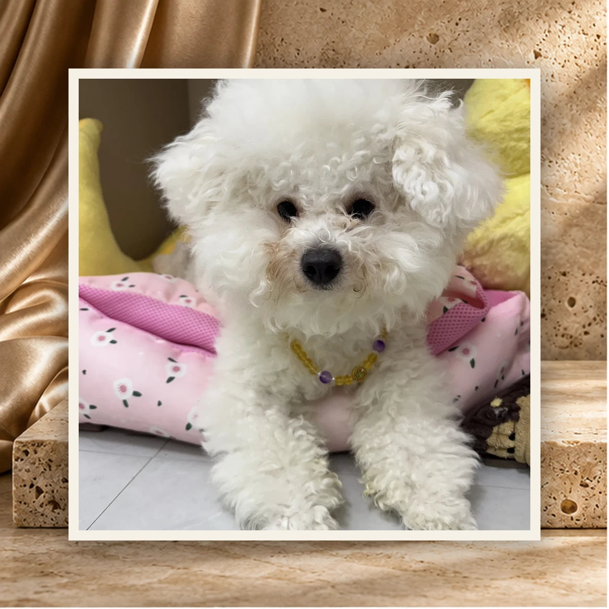 Golden Light Pet and Owner Set — product view 1