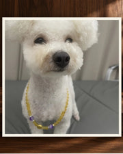Golden Light Pet and Owner Set — product view 2