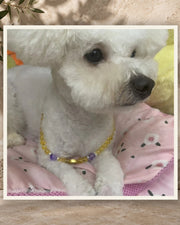 Golden Light Pet and Owner Set — product view 3