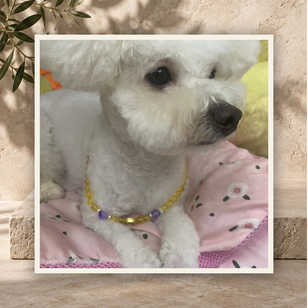 Golden Light Pet and Owner Set — product view 3