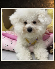 Golden Light Pet and Owner Set — product view 4