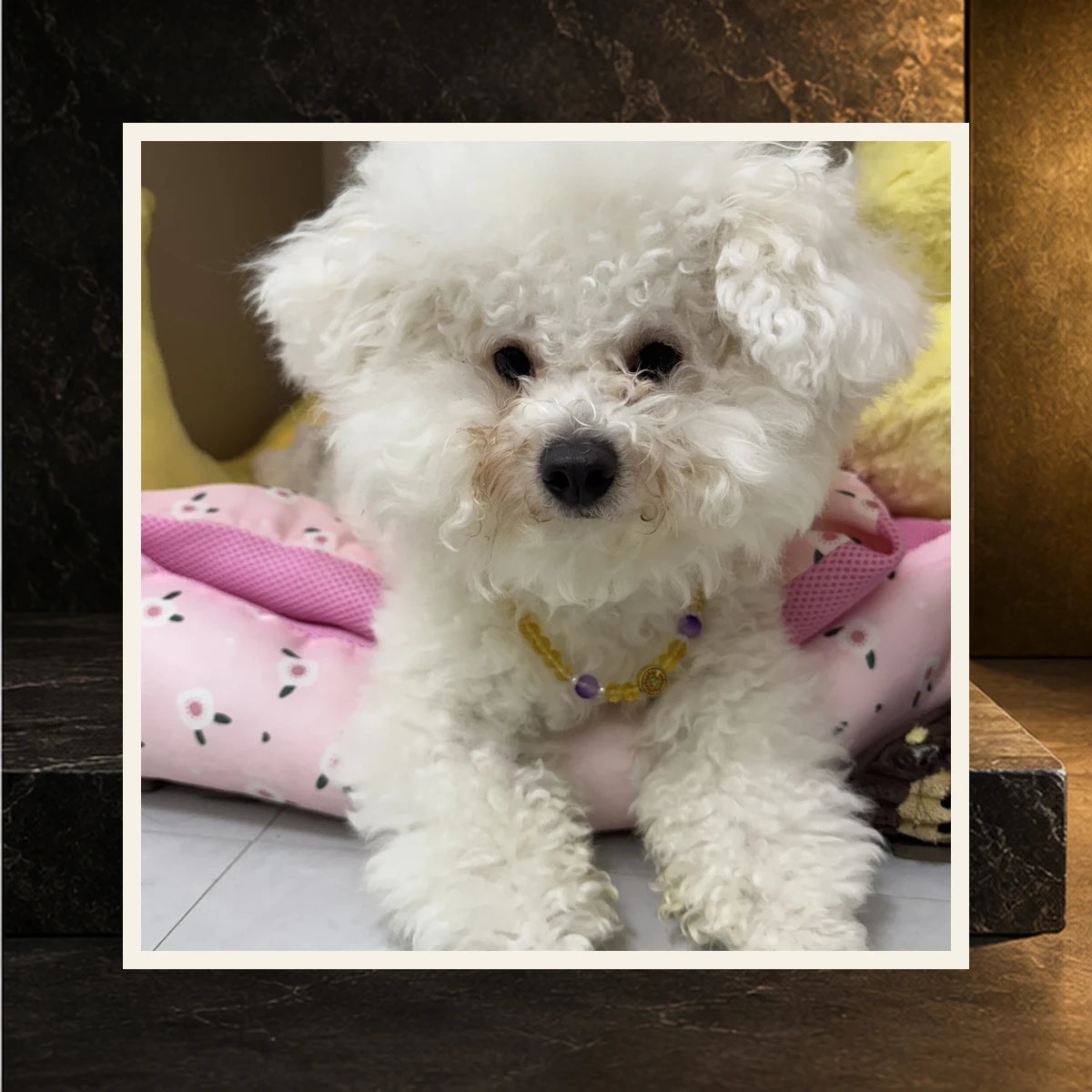 Golden Light Pet and Owner Set — product view 4