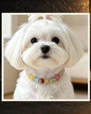 Multi Gem Bond Pet and Owner Set — product view 4