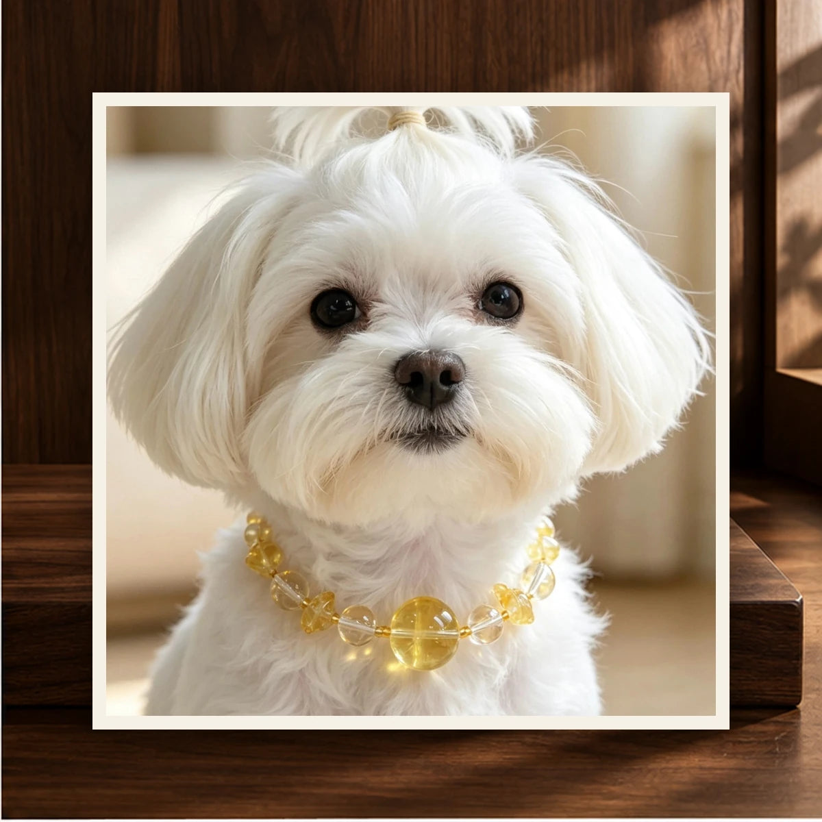 Lemon Quartz Bond Pet and Owner Set — product view 2