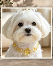 Lemon Quartz Bond Pet and Owner Set — product view 3