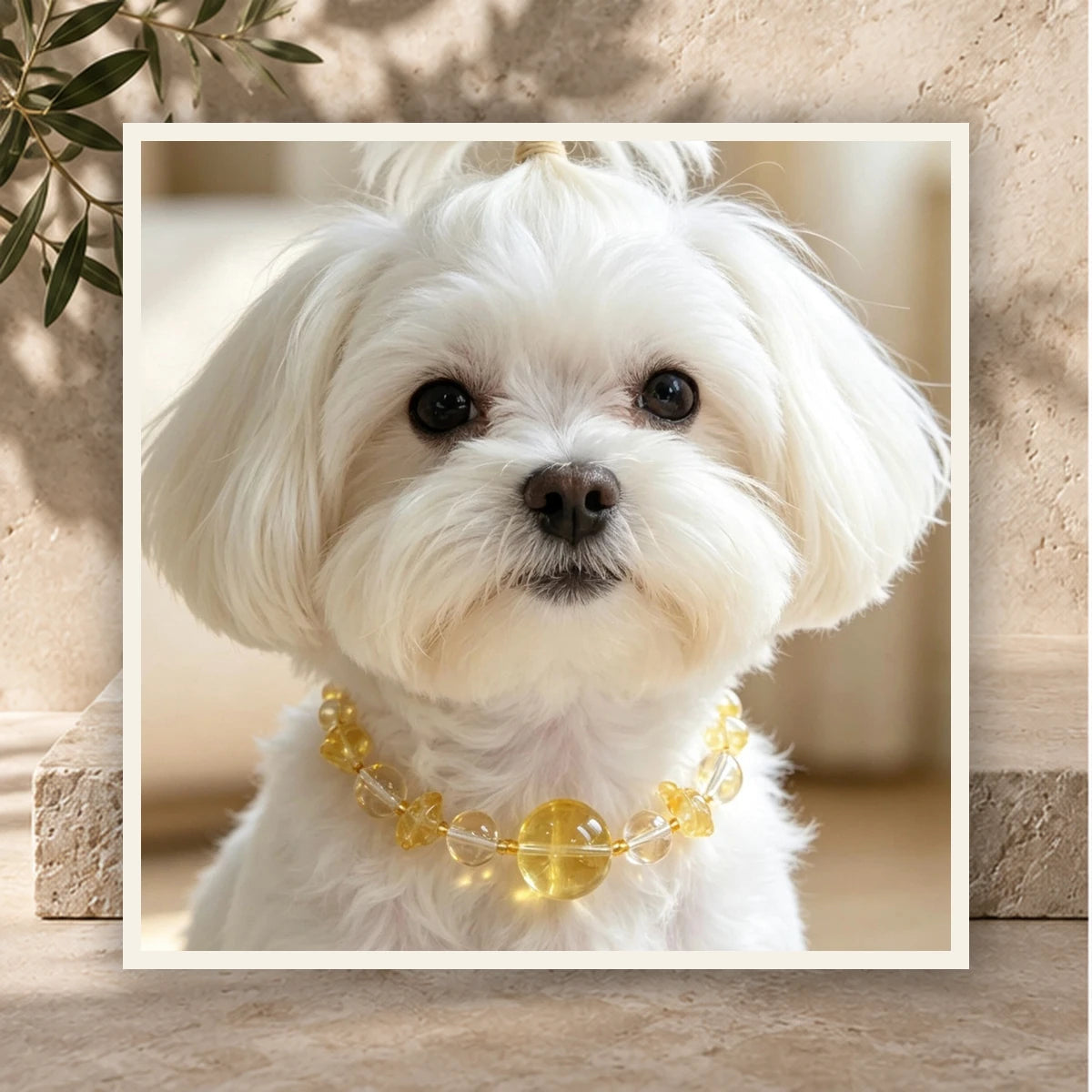 Lemon Quartz Bond Pet and Owner Set — product view 3