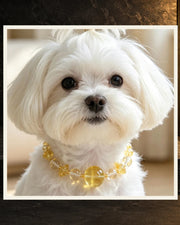 Lemon Quartz Bond Pet and Owner Set — product view 4