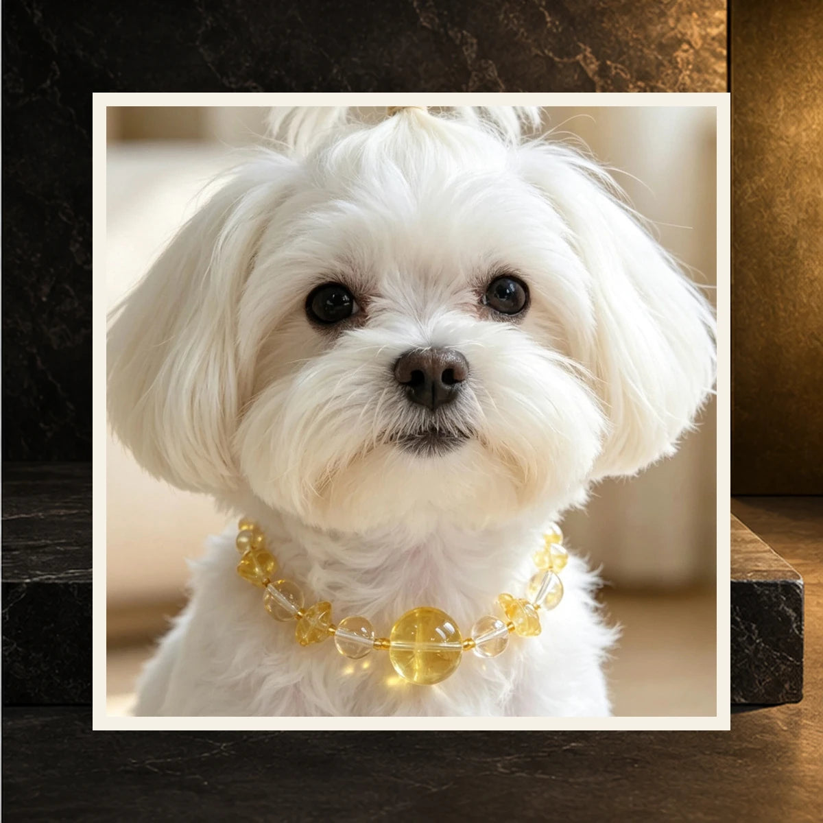 Lemon Quartz Bond Pet and Owner Set — product view 4