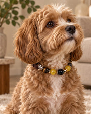 Sunrise Bond Pet and Owner Set — product view 3
