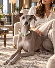 Nocturne Leather Natural Crystal Pet Collar — natural crystal you & your companion scene 3