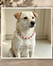 Cloud Rose Pet Crystal Collar — product view 3